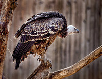 Smithsonian Zoo 2014