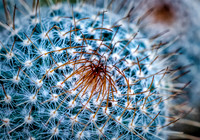 US Botanical Garden 2014