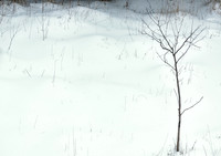 Winter 2014